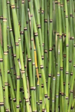 Bunch of clumping Janpanese Horsetails growing in a garden