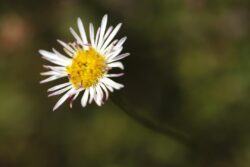 Lone Daisy with yellow center with white and purple petals