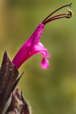Bright pind with dark stamen and yellow pollen cactus flower and plant