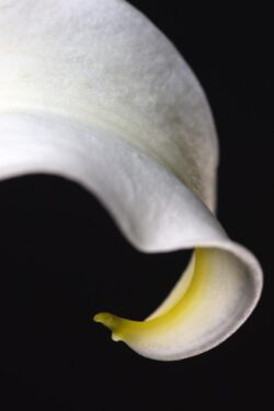 CLose up of a white Lily petal with light reflections