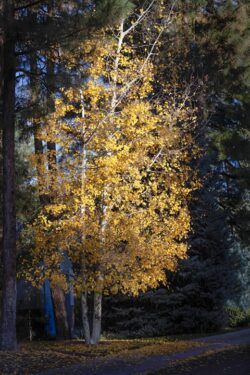 Glowing sunlit Aspen tree in the fall in Prescott Arizoona