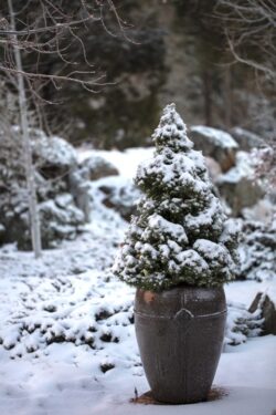 Snow covered potted dward Alberta Spruce Pine tree in winter in a mountain community in Prescott, Arizona