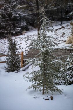 Young Deodar Cedar tree planted in a backyard setting in Prescott Arizona on a snowed winter day