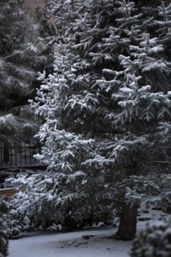 Winter snow on a Colorado Blue Spruce in a landscaped setting in Prescott, Arizona