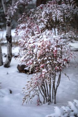Heavenly Bamboo Nandina in winter snow after a storm in Prescott Arizona