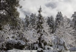 Ponderosa Pines and Cedar covered in snow after a winter storm in Prescott Arizona