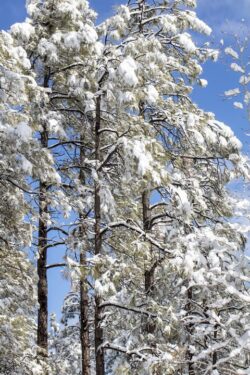Prescott Arizona Ponderosa pines covered in snow after a winter storm