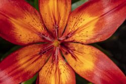 Close up of a bright red and yellow Lily lit up by morning sunlight