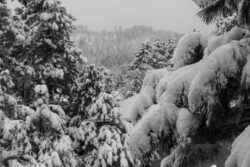Snowy gray day at the national forest area of Prescott, Arizona where the Ponderosa Pines grow