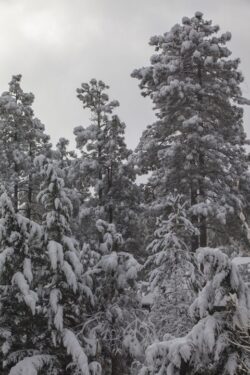 Snowy gray day at the national forest area of Prescott, Arizona where the Ponderosa Pines grow