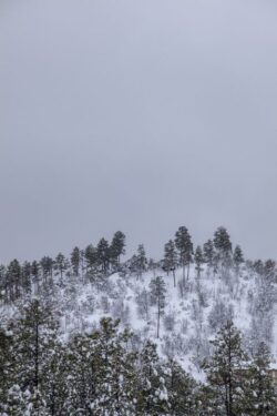 Snowy gray day at the national forest area of Prescott, Arizona where the Ponderosa Pines grow