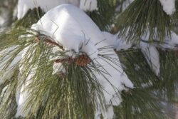 Sparkling snow on pine tree branches after a winter storm in Prescott Arizona
