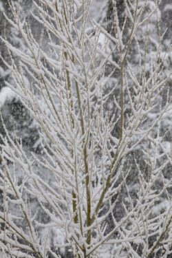 Snow covering branches of Aspen and Pine trees during a snow storm in Prescott, Arizona