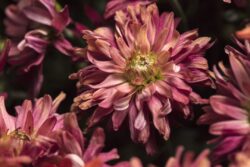 Bouquet of Red Mums in Daylight