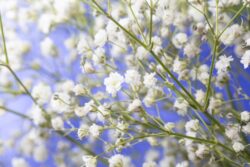 Delicate white baby's breath flowers on a bue backdrop sky