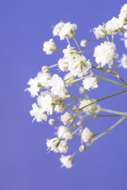 Delicate white baby's breath flowers on a blue backdrop sky