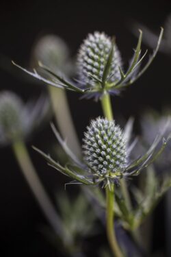 Blue thistle flower centered on a black background