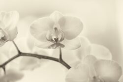 Soft white orchids with yellow and orange colors sunlit from behind