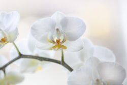 Soft white orchids with yellow and orange colors sunlit from behind