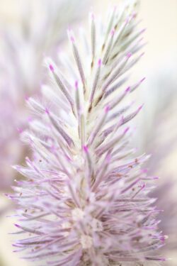Pink and green spikey flower of the Mulla Mulla plant from Australia