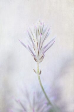 Pink and green spikey flower of the Mulla Mulla plant from Australia