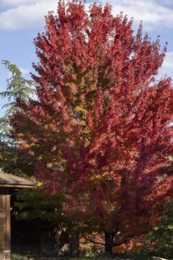 Prescott Arizona bright red maple tree in a local community during the fall season
