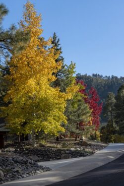 Tree lined street in Prescott, Arizona made up of Quaking Aspens, Red Maples and Ponderosa Pines