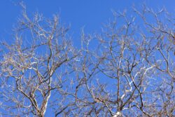 Blue sky filtered by an leafless Elm and its branches and limbs