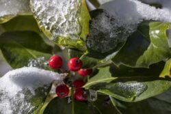 Holly tree with ice formation from snow during winter in Prescott Arizona
