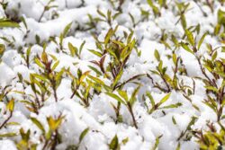 Prescott Arizona Photinia frasera shrub with snow and ice crystals on leaves