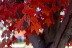 October Glory Maple tree leaves turning an amazing red before dropping during the fall season in Eagle Idaho