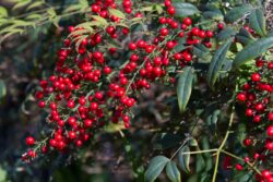 Nandina