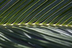 Sago palm frond taken close up, showing the deep green stems and leaves