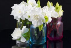 Bouquet of fresh White Gardenias placed in small red, green and blue mason jars on white or black background as a decoration for a table