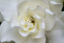 Soft white Gardenia flower close up