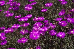 Beautiful fuschia Hardy Ice Plant flowers blooming in summer at Encinitas Beach, California