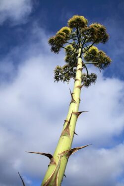 An Agave stalk blooming yellow flowers in summer during warm weather