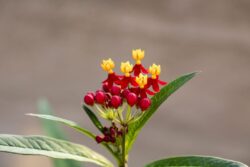 Red, yellow and orange Butterfly Weed will attract Monarchs and other butterlies.