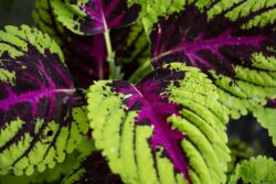 Colorful green and purple Coleus plant in the Tranquility Gardens in Encinitas, California