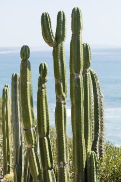 Desert Cactus along a coastal cliff at the Tranquility Gardens in Encinitas, California