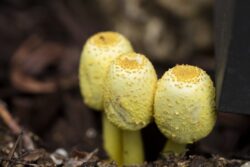 Yellow garden mushrooms, Leucocoprinus bimbaumii, growing in moist planer soil in a garden