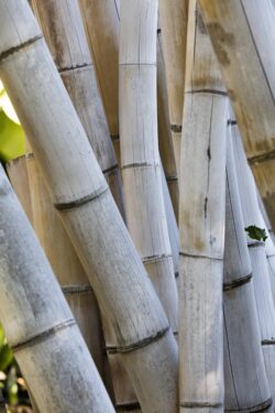 Large Bamboo growing at the Botanical Gardens at San Diego, California