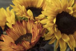 Close up of beautiful orange and yellow bouquet of Sunflowers in a vase