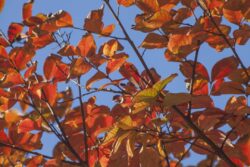 Autumn Crepe Myrtle Leaves and Branches