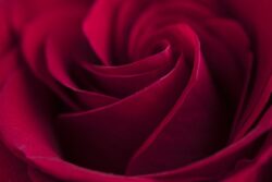 Soft petals and close up of a red rose
