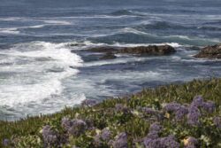 Landscape and Ocean views of La Jolla, California in San Diego