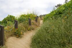 Dreamy Path