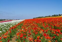 Field Of Flowers In Carlsbad, CA