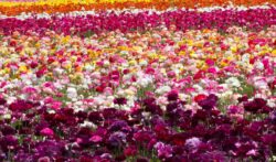 Field Of Flowers In Carlsbad, CA