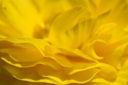Yellow Softness